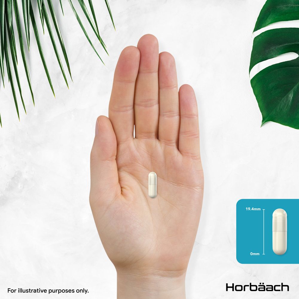 N-Acetyl L-Carnitine 500 mg | 90 Capsules